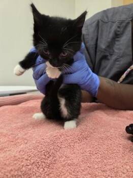 Cobweb -  Domestic Short Hair Cat for Adoption in Sacramento, California - Cobweb | PetCurious