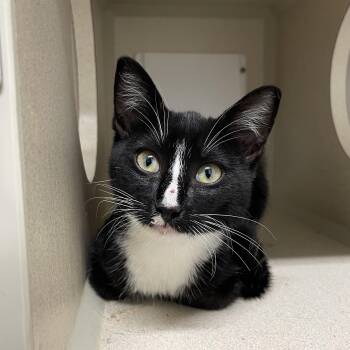 Rescue Domestic Short Hair Cats for Adoption in Antioch, California - Soda Can | PetCurious