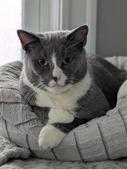 Rescue Domestic Short Hair Cats for Adoption in Boston, Massachusetts - Hermette | PetCurious