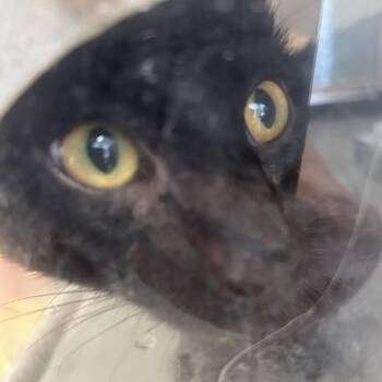 Bear Bear -  Domestic Short Hair Cat for Adoption in Philadelphia, Pennsylvania - Bear Bear | PetCurious