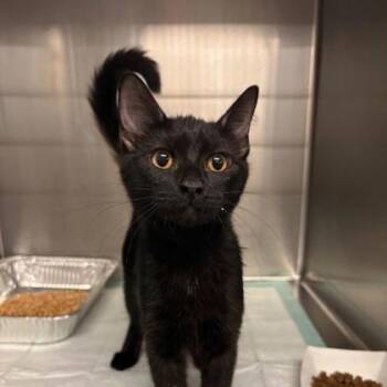 Rez -  Domestic Short Hair Cat for Adoption in Fort Worth, Texas - Rez | PetCurious