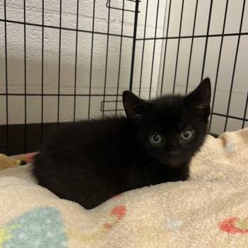 Barbell -  Domestic Short Hair Cat for Adoption in Salisbury, North Carolina - Barbell | PetCurious