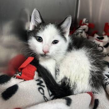 Sizzle -  Domestic Short Hair Cat for Adoption in Huntsville, Alabama - Sizzle | PetCurious