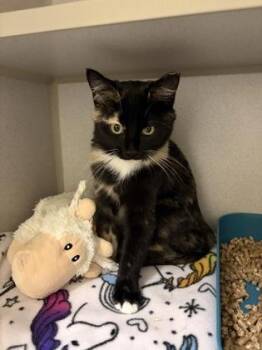 GiGi -  Domestic Short Hair Cat for Adoption in Divide, Colorado - GiGi | PetCurious