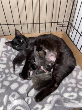 Domestic Short Hair Cats Available for Adoption - Iris Fka Mama Shadow | PetCurious