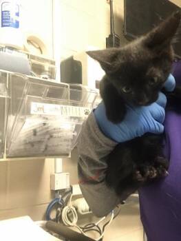 A432350 -  Domestic Short Hair Cat for Adoption in Conroe, Texas - A432350 | PetCurious