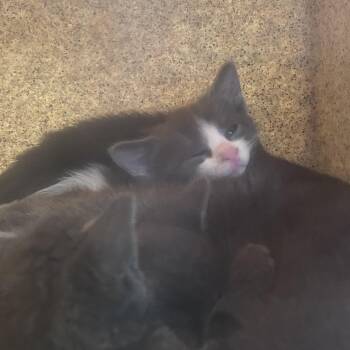 Mochi -  Domestic Short Hair Cat for Adoption in Philadelphia, Pennsylvania - Mochi | PetCurious