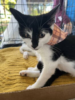 Rescue Domestic Short Hair Cats for Adoption in Rockaway, New Jersey - Bella KITTEN | PetCurious