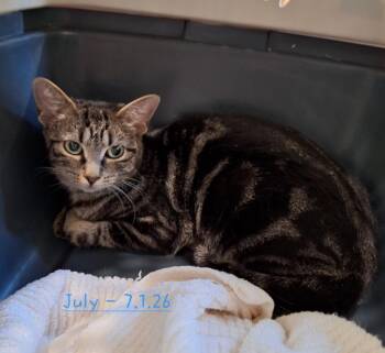 2026-67 July -  Domestic Short Hair Cat for Adoption in Windsor, Connecticut - 2026-67 July | PetCurious