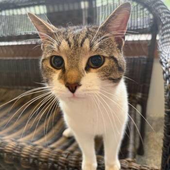 Domestic Short Hair Cats Available for Adoption in Jackson, Michigan - Georgie | PetCurious