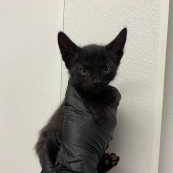 Chimera -  Domestic Short Hair Cat for Adoption in Abilene, Texas - Chimera | PetCurious