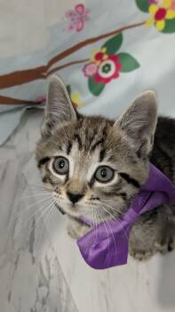Domestic Short Hair Cats Available for Adoption in Chesapeake Beach, Maryland - Larry And Daryl | PetCurious