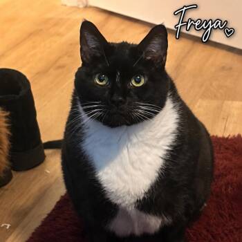 Freya -  American Shorthair Cat for Adoption in Brea, California - Freya | PetCurious