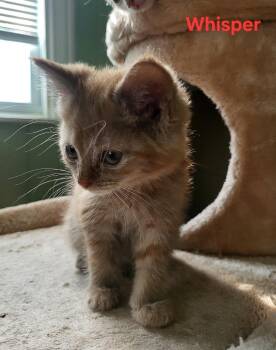 Whisper -  Domestic Short Hair Cat for Adoption in Newaygo, Michigan - Whisper | PetCurious