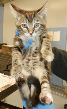 AUTUMN -  Domestic Short Hair Cat for Adoption in San Jose, California - AUTUMN | PetCurious