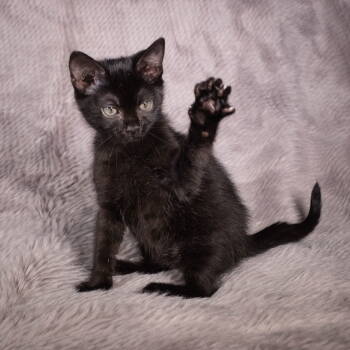 Rescue Domestic Short Hair Cats for Adoption in Social Circle, Georgia - Charley - Andrea Foster | PetCurious