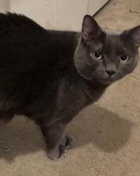 Russian Blue Cats Available for Adoption in Lucas, Texas - Smokie | PetCurious