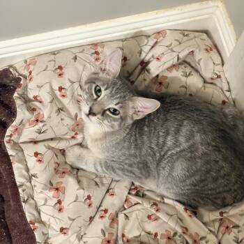 Luke -  Domestic Short Hair Cat for Adoption in Fredericton, New Brunswick - Luke | PetCurious