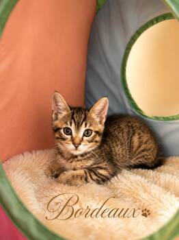Domestic Short Hair Cats Available for Adoption in Laurel, Maryland - Coming Soon-Bordeaux-Playful & Adorable | PetCurious