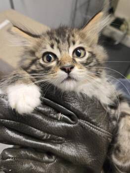 NICE -  Domestic Long Hair Cat for Adoption in Kent, Washington - NICE | PetCurious