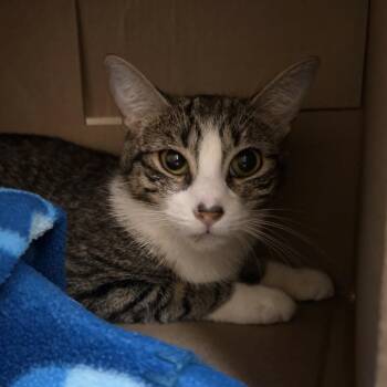 Violet -  Domestic Short Hair Cat for Adoption in Ballston Spa, New York - Violet | PetCurious