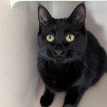 Rescue Domestic Short Hair Cats for Adoption in Ridgway, Colorado - Jinx | PetCurious