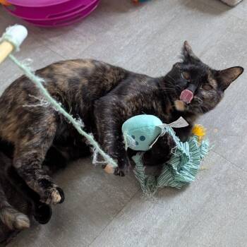 French Toast -  Domestic Short Hair Cat for Adoption in Aberdeen, Washington - French Toast | PetCurious