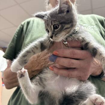 Tabby Cats Available for Adoption in Columbia, South Carolina - Tote | PetCurious
