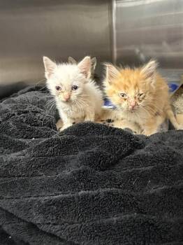 EDDIE -  Domestic Short Hair Cat for Adoption in Omaha, Nebraska - EDDIE | PetCurious