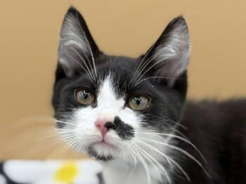 Wave -  Domestic Short Hair Cat for Adoption in Portland, Oregon - Wave | PetCurious