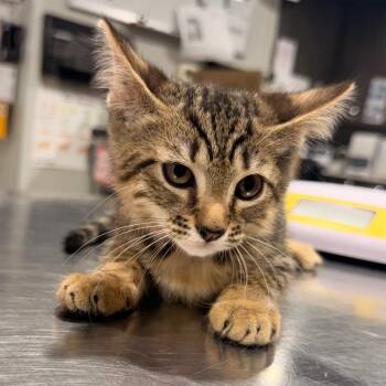 Kimi -  Domestic Short Hair Cat for Adoption in Tampa, Florida - Kimi | PetCurious