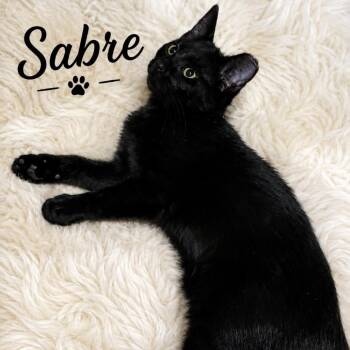 Sabre -  Domestic Short Hair Cat for Adoption in Inman, South Carolina - Sabre | PetCurious