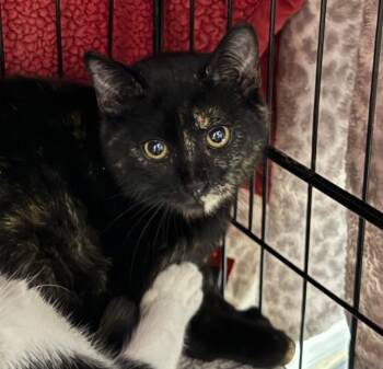 Domestic Short Hair Cats Available for Adoption in Saint Francisville, Louisiana - Darci | PetCurious