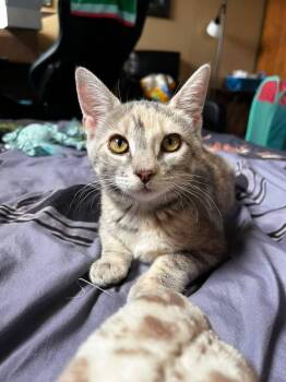 Aretha -  Domestic Short Hair Cat for Adoption in Skippack, Pennsylvania - Aretha | PetCurious