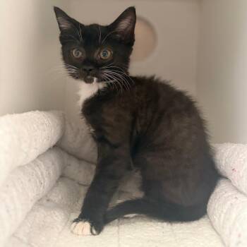 Domestic Short Hair Cats Available for Adoption in Riverside, California - Hemi | PetCurious