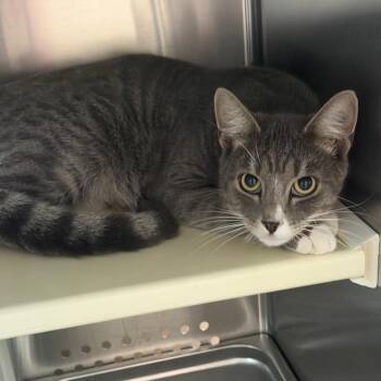 Chip -  Domestic Short Hair Cat for Adoption in Denver, Colorado - Chip | PetCurious