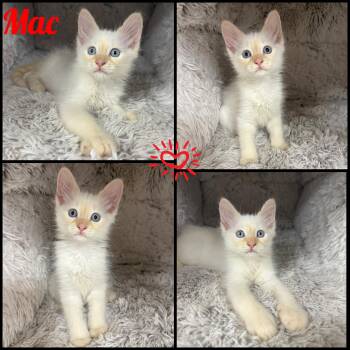 Mac -  Domestic Medium Hair Cat Available for Adoption in Windy Hills, Kentucky - Mac | PetCurious