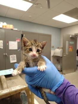 Rescue Domestic Medium Hair and Domestic Short Hair Cats for Adoption in Gastonia, North Carolina - 59751119 | PetCurious