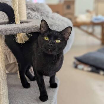 Rescue Domestic Short Hair Cats for Adoption in Washington, Iowa - Cocoa - The Executive | PetCurious