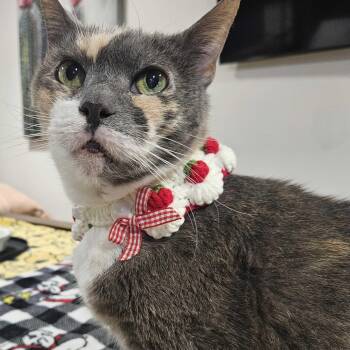 Eddie -  Domestic Short Hair Cat for Adoption in Weehawken Township, New Jersey - Eddie | PetCurious