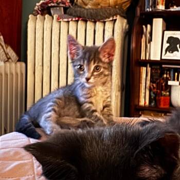 Mrs. White -  Domestic Short Hair Cat for Adoption in Evanston, Illinois - Mrs. White | PetCurious