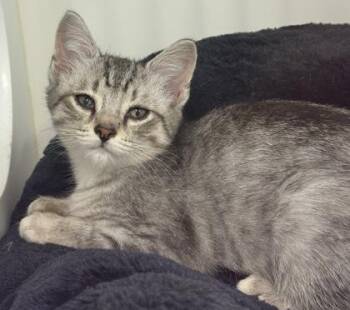 Vasey -  Domestic Short Hair Cat for Adoption in Erin, Ontario - Vasey | PetCurious