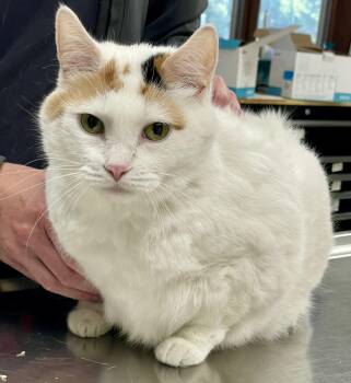 Pepper Cheeto -  Domestic Short Hair Cat for Adoption in Lacon, Illinois - Pepper Cheeto | PetCurious