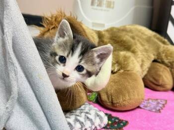 Tabby Cats Available for Adoption in Parlier, California - Tamale | PetCurious