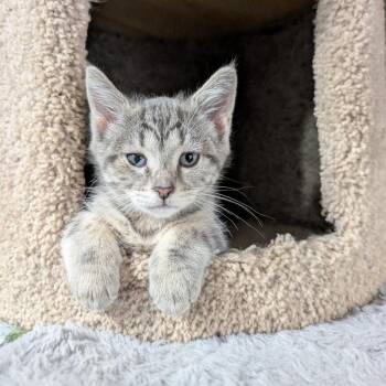 2c JHope (21979095) -  Domestic Short Hair Cat for Adoption in Puslinch, Ontario - 2c JHope (21979095) | PetCurious