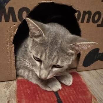 Rescue Domestic Short Hair Cats for Adoption in Liverpool, Texas - Amelia | PetCurious