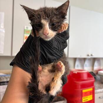 Emerald Jade -  Domestic Short Hair Cat for Adoption in Huntington, West Virginia - Emerald Jade | PetCurious