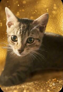 Dallon -  Domestic Short Hair Cat for Adoption in East Brunswick, New Jersey - Dallon | PetCurious