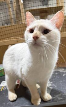 Marisol -  Domestic Short Hair and Siamese Cat for Adoption in Walled Lake, Michigan - Marisol | PetCurious
