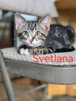 Svetlana -  Domestic Short Hair and Tabby Cat for Adoption in Omaha, Nebraska - Svetlana | PetCurious